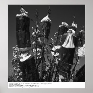 Controlled Pollinesization, Pear Orchard, UCD, 196 ポスター
