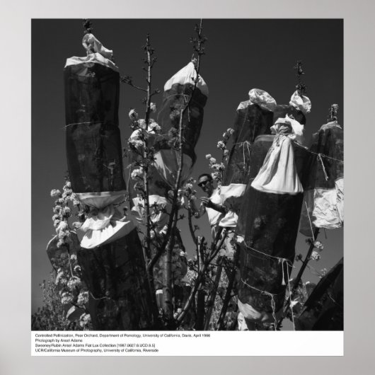 Controlled Pollinesization, Pear Orchard, UCD, 196 ポスター (正面)