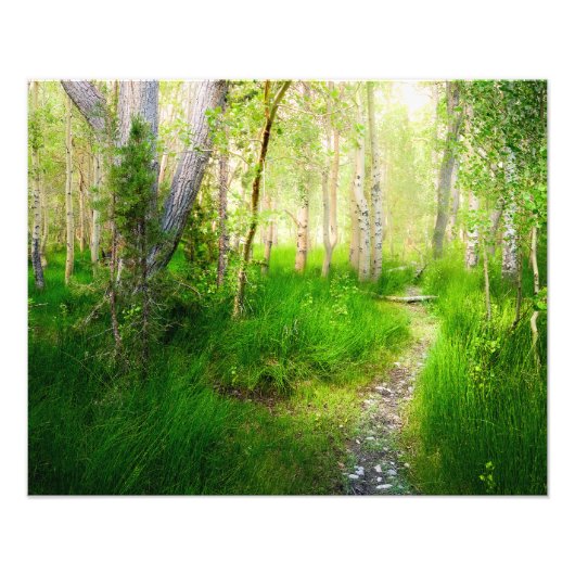Convict Lake Aspens and Lush Grass Photo Wall Art フォトプリント (正面)