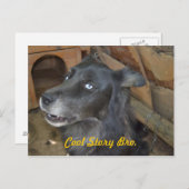 Cool story bro ポストカード (正面/裏面)