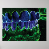 Cool Teeth Model Dentist Orthodontist Poster ポスター (正面)
