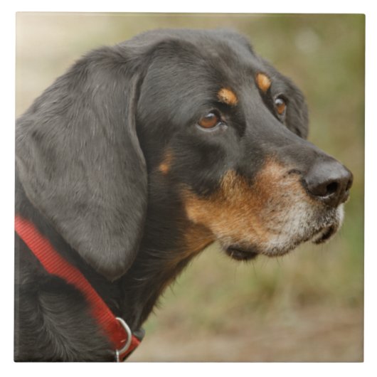 Coonhound - Gracieルー タイル (正面)