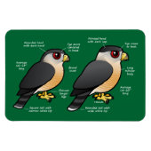 Coop v Sharpie マグネット (横)