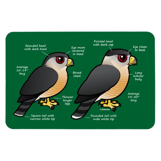 Coop v Sharpie マグネット (横)