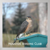 Coopers Hawk ポスター (正面)