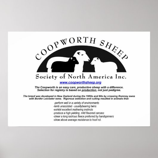 Coopworth Sheepポスター ポスター (正面)