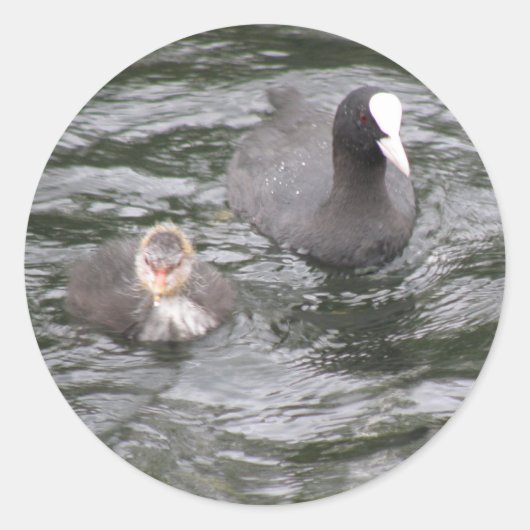 CootとChickのシール ラウンドシール (正面)