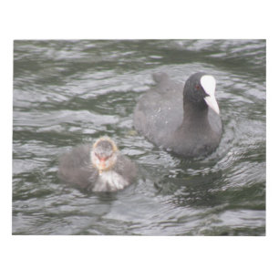 CootとChickメモ帳 ノートパッド