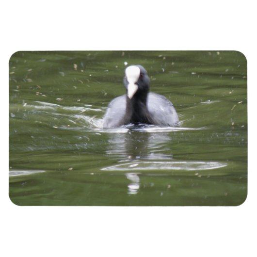 Cootスイミングプレミアムマグネット マグネット (横)