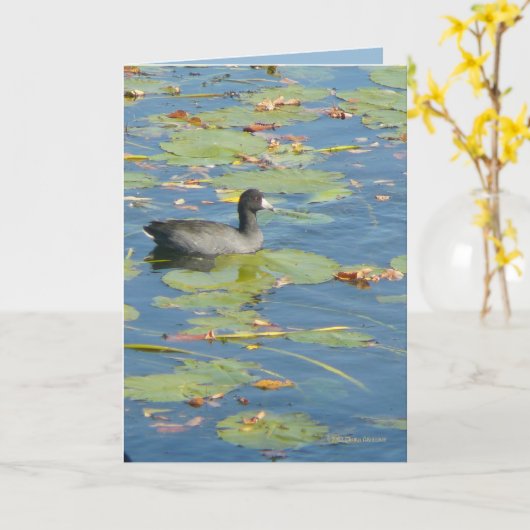 Coot カード (黄色い花)