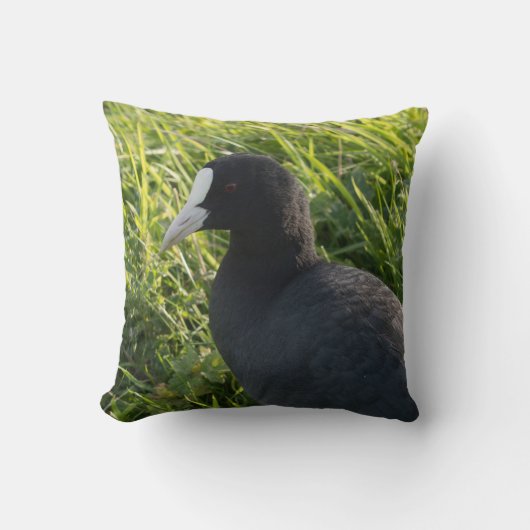 Coot クッション (正面)
