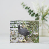 Coot on the Riverbankポストカード ポストカード (スタンド正面)
