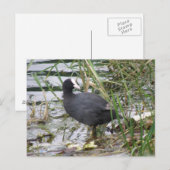Coot on the Riverbankポストカード ポストカード (正面/裏面)