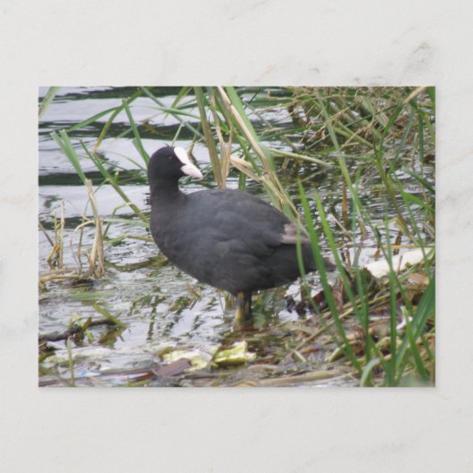 Coot on the Riverbankポストカード ポストカード (正面)