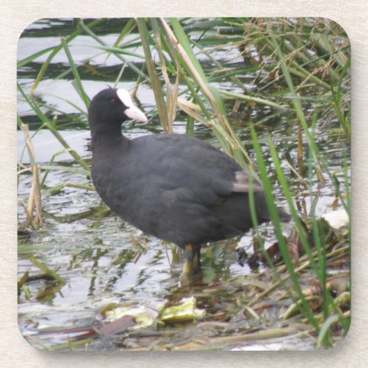 Coot on the Riverbank Cork Coaster コースター (正面)