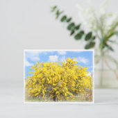 Cootamundra Wattle ポストカード (スタンド正面)