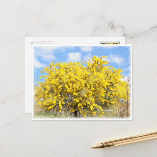 Cootamundra Wattle ポストカード (正面/裏面インサイチュ)