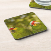 Copan、ホンジュラス コースター (左側)