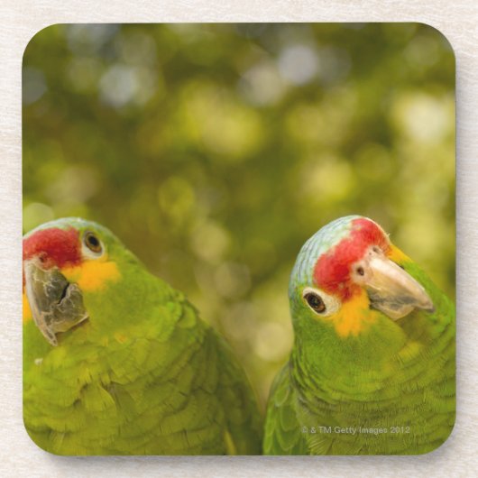 Copan、ホンジュラス コースター (正面)