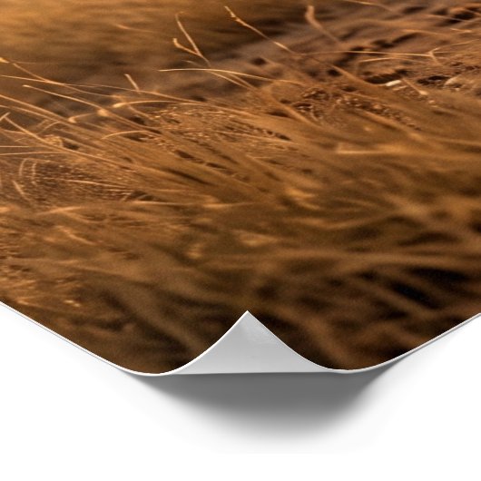 Copper Giraffe Sunset ポスター (角)