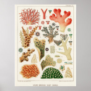 Coral, Great Barrier Reef vintage art poster ポスター