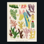 Coral, Great Barrier Reef vintage art poster ポスター<br><div class="desc">A work depicting the beautiful aquatic life of the Great Barrier Reef,  Australia

We carefully select and introduce vintage art designs from around the world.
Please enjoy the vintage art works. 

オーストラリア、グレート・バリア・リーフの美しい水生生物を描いた作品

世界のヴィンテージアートデザインを厳選して紹介しています。
ヴィンテージアート作品をぜひお楽しみください。</div>