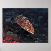 Coral Grouper ポスター (正面)