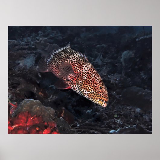 Coral Grouper ポスター (正面)