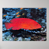 Coral Hind ポスター (正面)