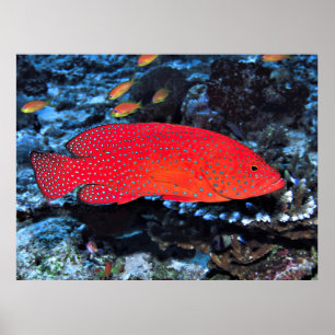 Coral Hind ポスター