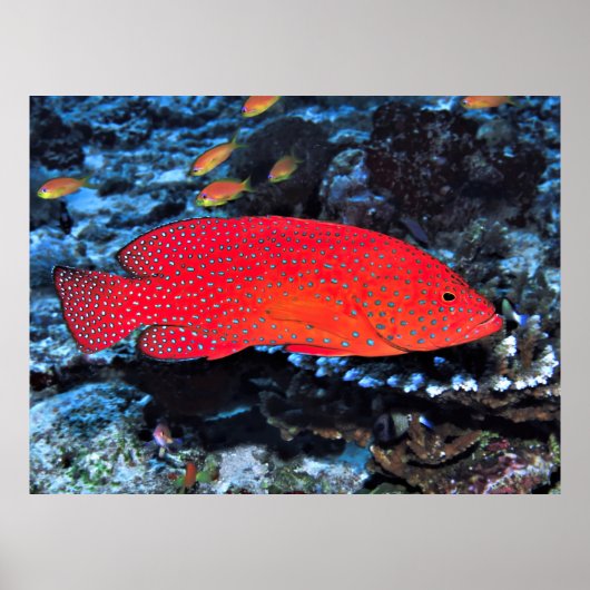 Coral Hind ポスター (正面)