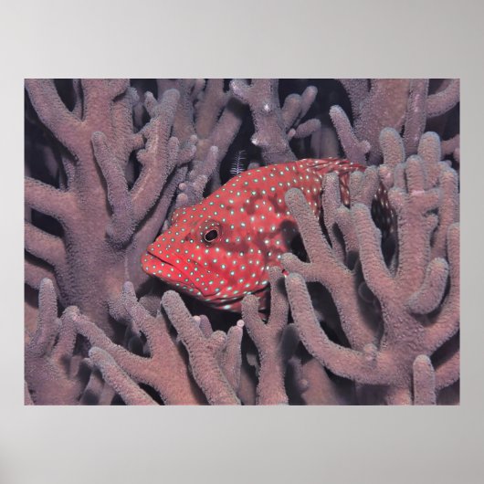 Coral Hind in the Coral ポスター (正面)