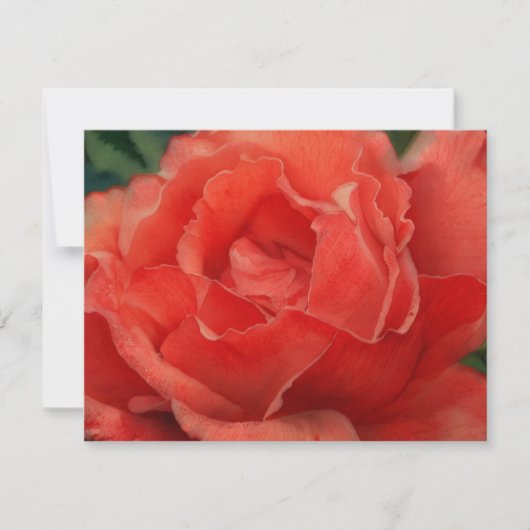 Coral Pink Rose Flower Art Note Card Set ノートカード (正面)