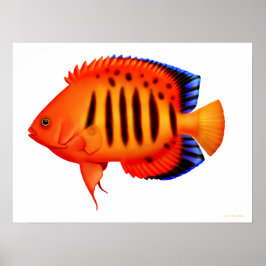 Coral Reef Flame Angelfish Poster ポスター