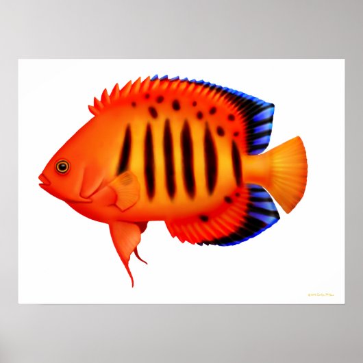 Coral Reef Flame Angelfish Poster ポスター (正面)