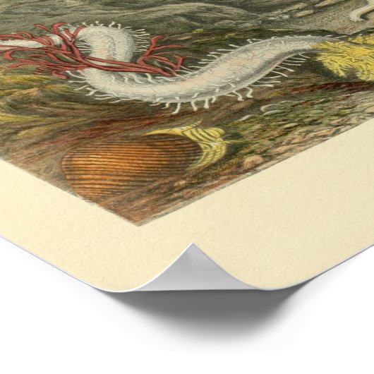 Coral Snails Marine Animals Art Print ポスター (角)