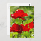 corbのケシ ポストカード (正面/裏面)