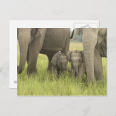 Corbettの国立公園、Uttaranchal、インド ポストカード (正面/裏面)