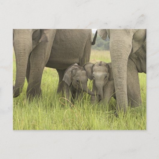 Corbettの国立公園、Uttaranchal、インド ポストカード (正面)