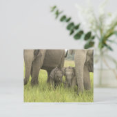 Corbettの国立公園、Uttaranchal、インド ポストカード (スタンド正面)