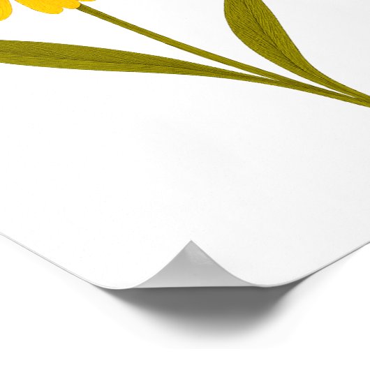 Coreopsis – 元気 ポスター (角)