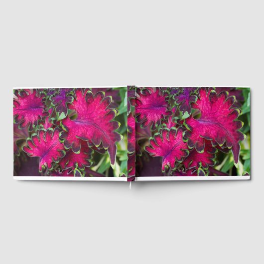 Coreusマクロ ゲストブック (全面)