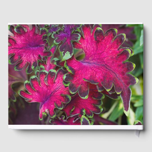 Coreusマクロ ゲストブック (裏面)