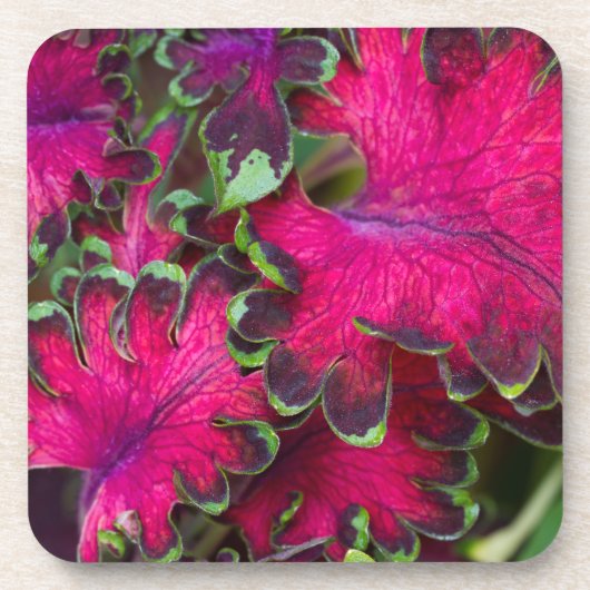 Coreusマクロ コースター (正面)