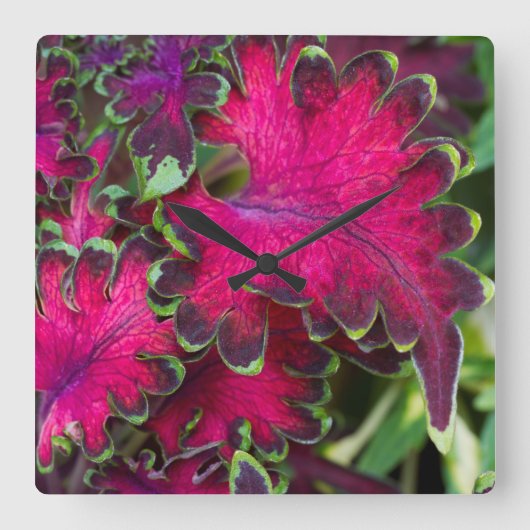 Coreusマクロ スクエア壁時計 (正面)