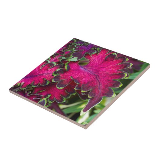 Coreusマクロ タイル (側面)