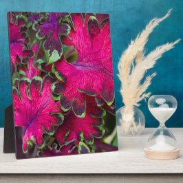 Coreusマクロ フォトプラーク