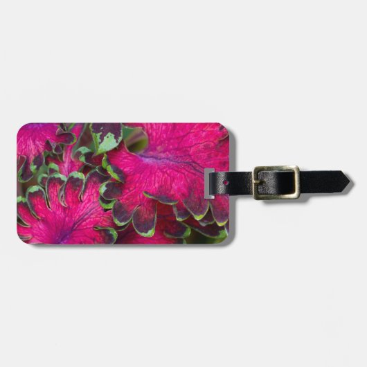 Coreusマクロ ラゲッジタグ (正面横)