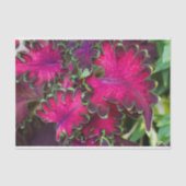 Coreusマクロ 薄葉紙 (正面)