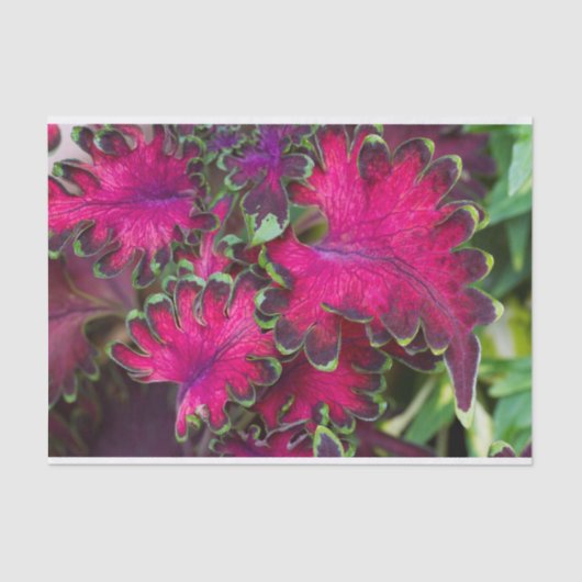 Coreusマクロ 薄葉紙 (正面)